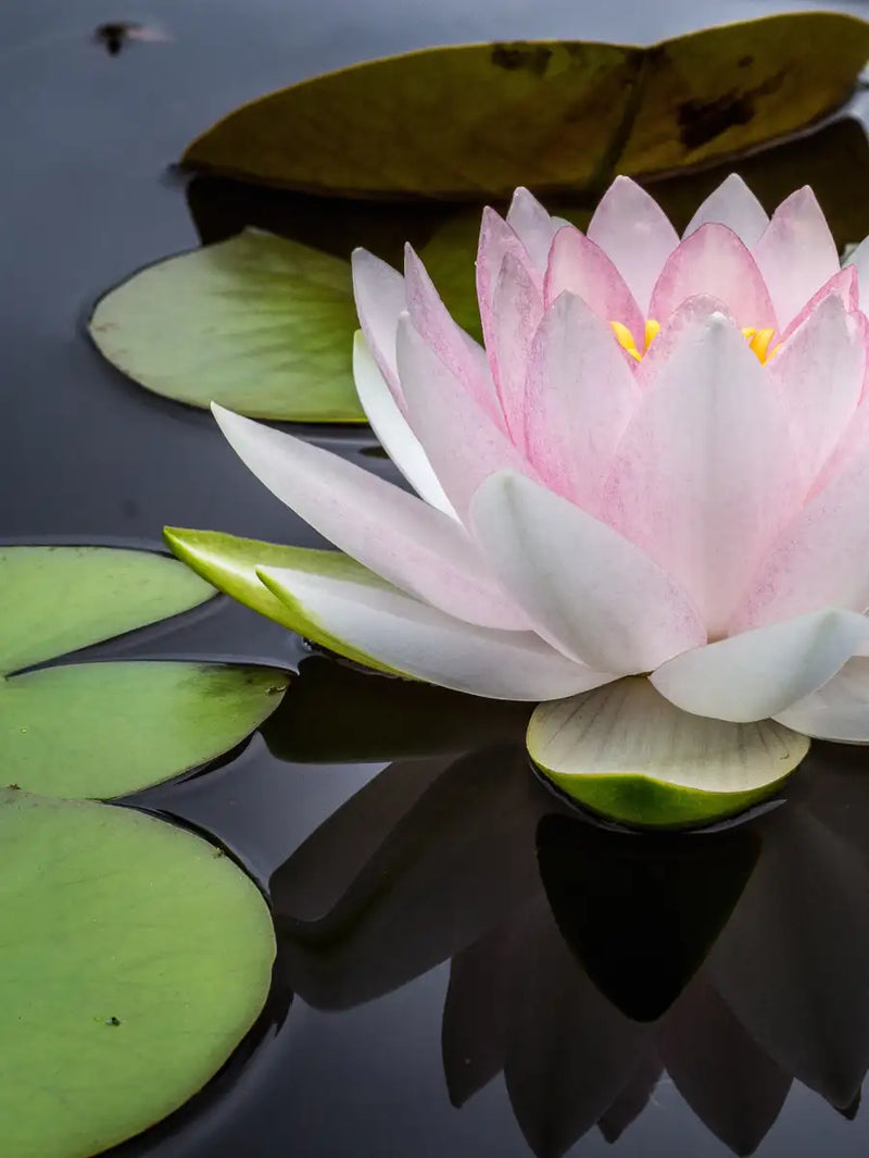 Pinkish White Lotus Wall Art