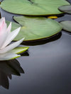 Pinkish White Lotus Wall Art