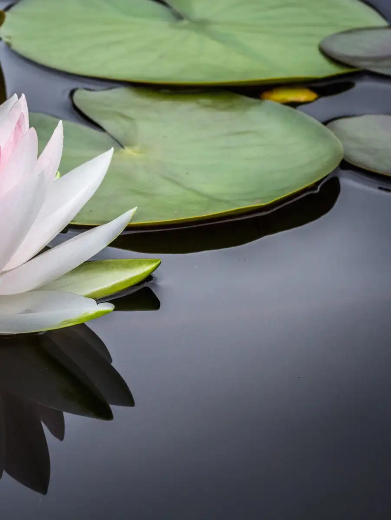 Pinkish White Lotus Wall Art