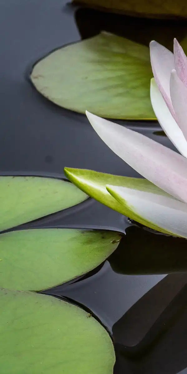 Pinkish White Lotus Wall Art