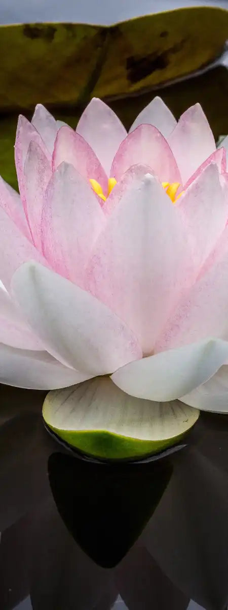 Pinkish White Lotus Wall Art