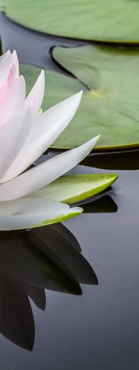 Pinkish White Lotus Wall Art