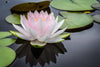 Pinkish White Lotus Wall Art
