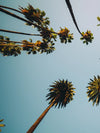 Plane Below Palm Trees Wall Art