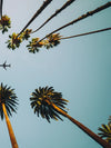 Plane Below Palm Trees Wall Art