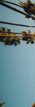 Plane Below Palm Trees Wall Art