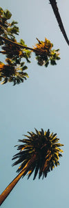 Plane Below Palm Trees Wall Art
