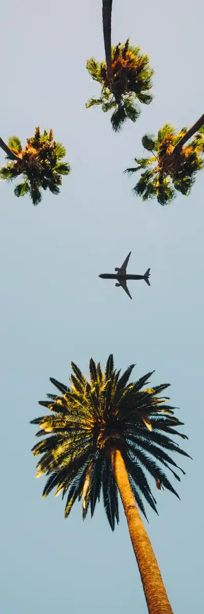 Plane Below Palm Trees Wall Art