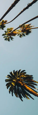 Plane Below Palm Trees Wall Art