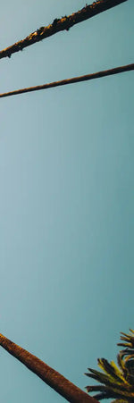 Plane Below Palm Trees Wall Art