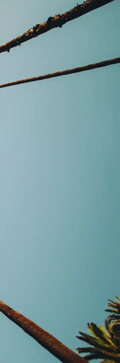 Plane Below Palm Trees Wall Art