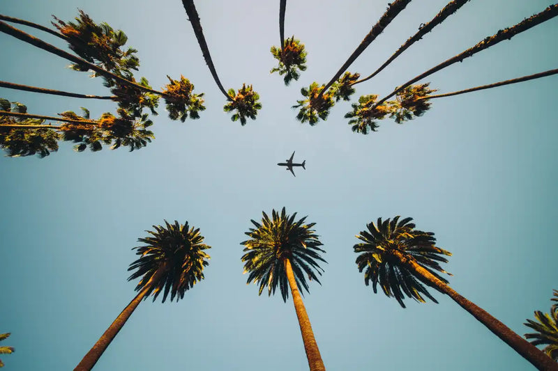 Plane Below Palm Trees Wall Art