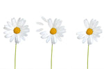 Plucked Daisies Wall Art