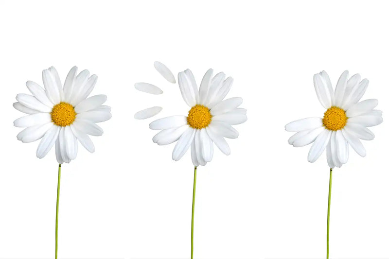 Plucked Daisies Wall Art