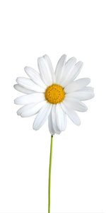 Plucked Daisies Wall Art