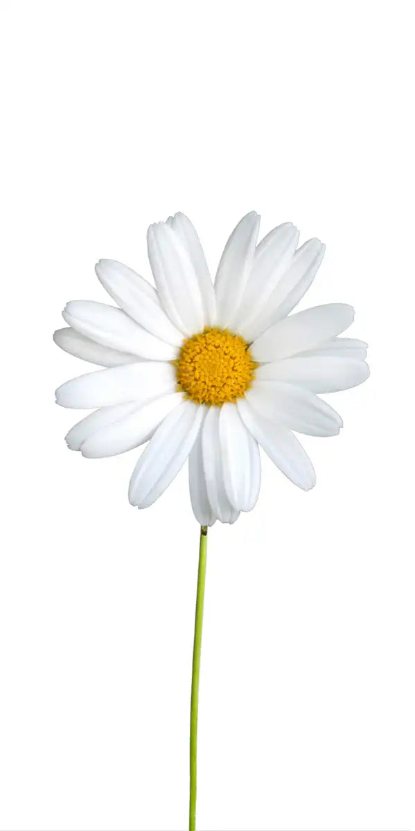 Plucked Daisies Wall Art
