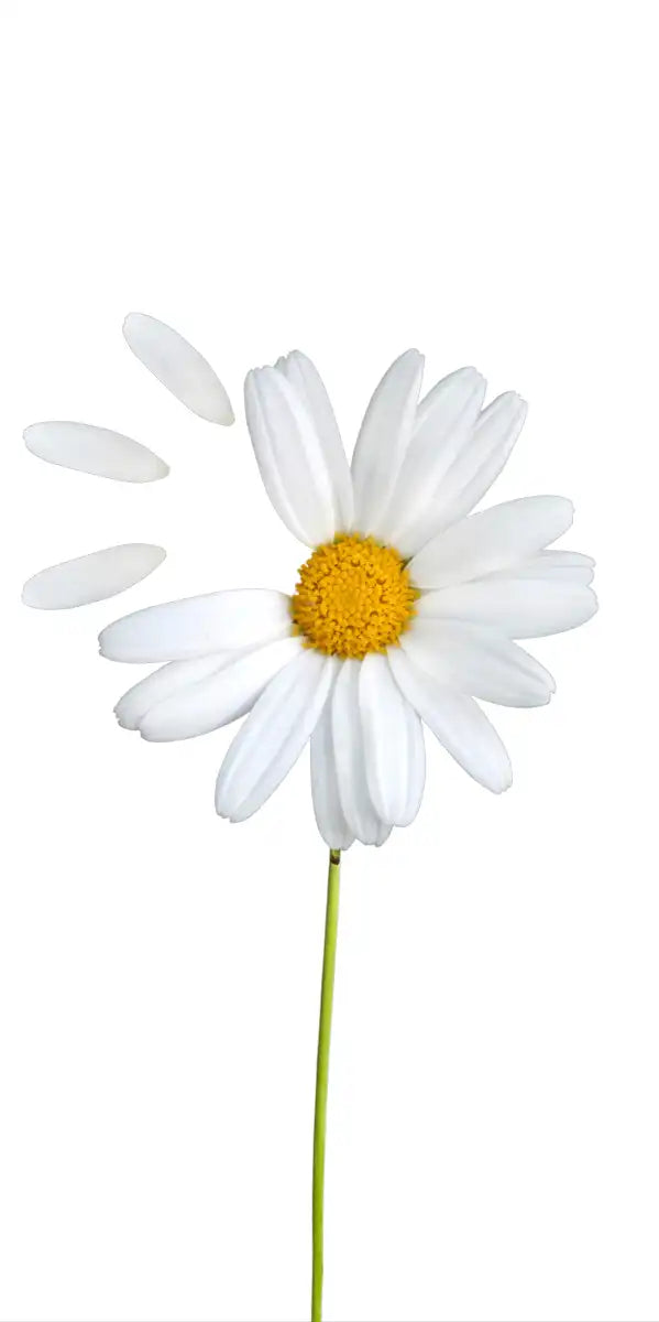 Plucked Daisies Wall Art