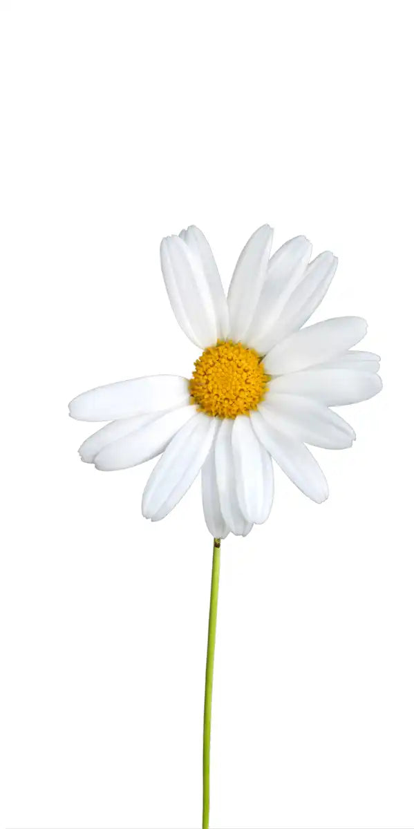 Plucked Daisies Wall Art