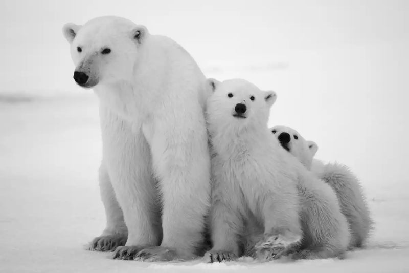 Polar Bear Family Wall Art