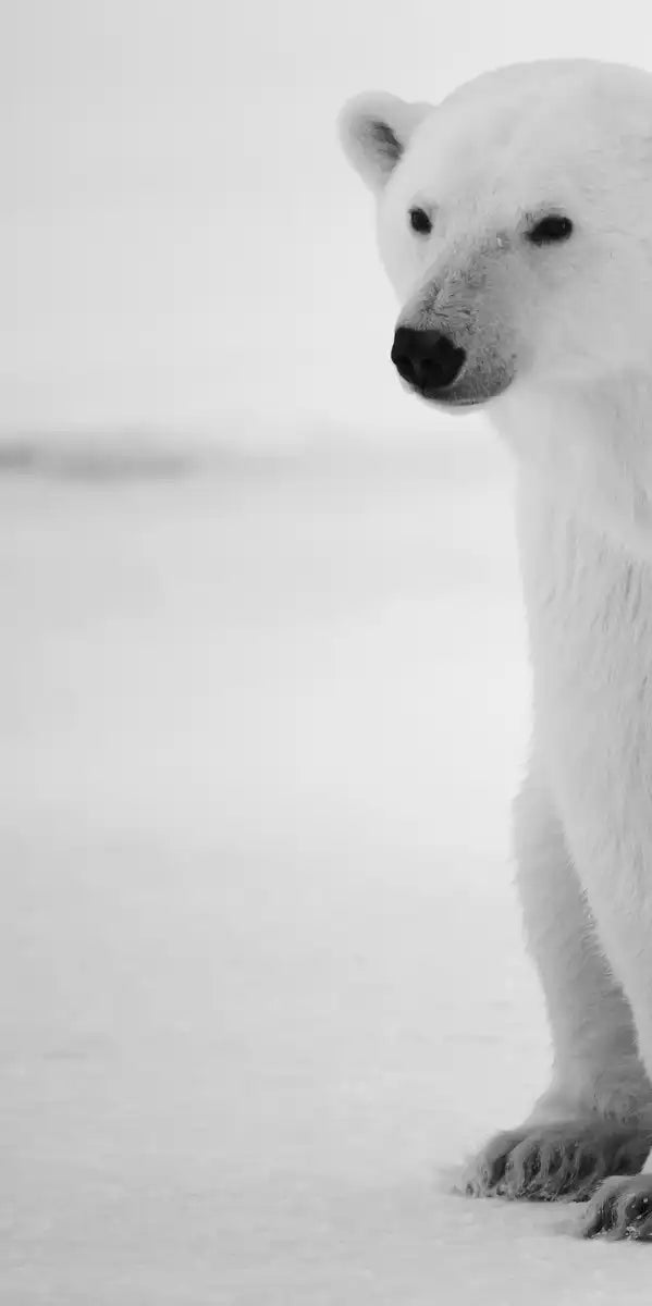 Polar Bear Family Wall Art