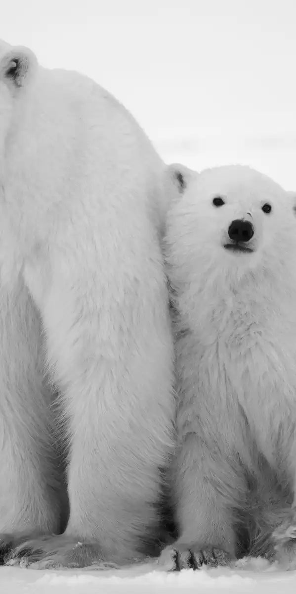 Polar Bear Family Wall Art