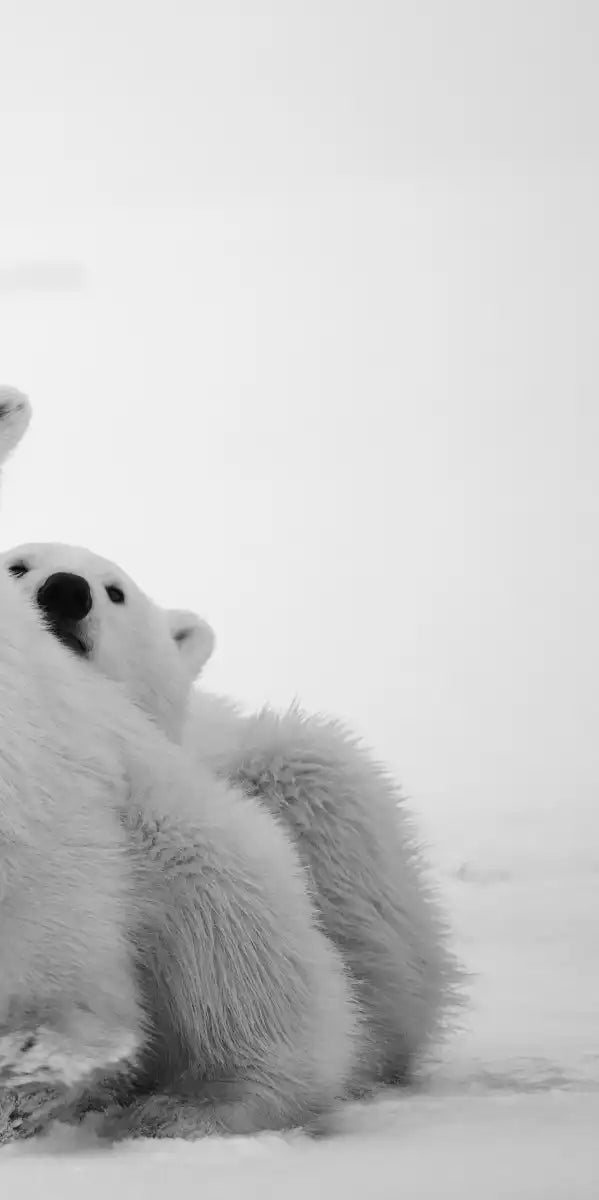Polar Bear Family Wall Art