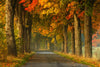 Polish Autumn Road Wall Art