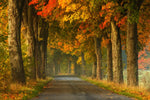 Polish Autumn Road Wall Art