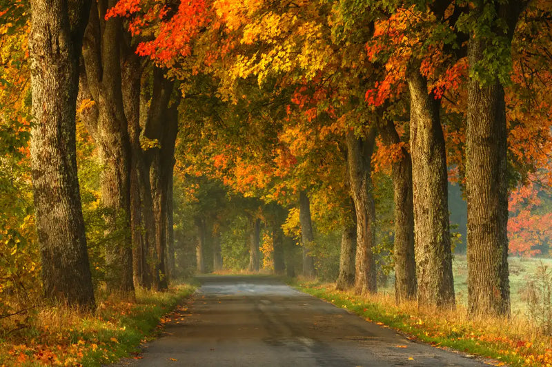 Polish Autumn Road Wall Art