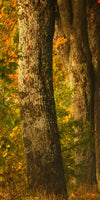 Polish Autumn Road Wall Art