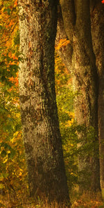 Polish Autumn Road Wall Art