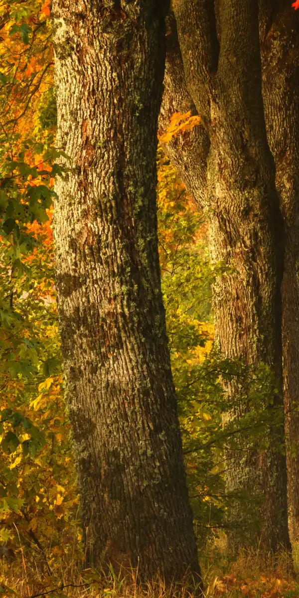 Polish Autumn Road Wall Art