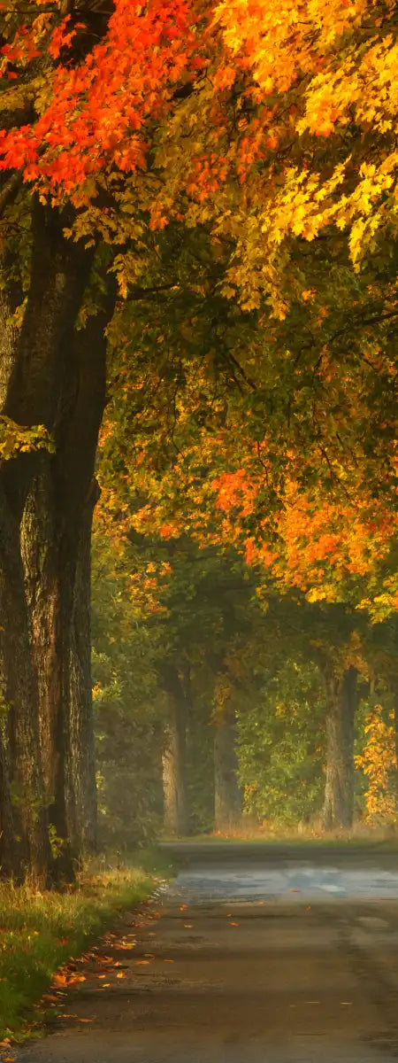 Polish Autumn Road Wall Art