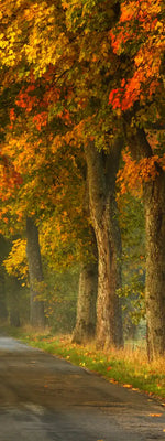 Polish Autumn Road Wall Art