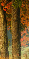 Polish Autumn Road Wall Art