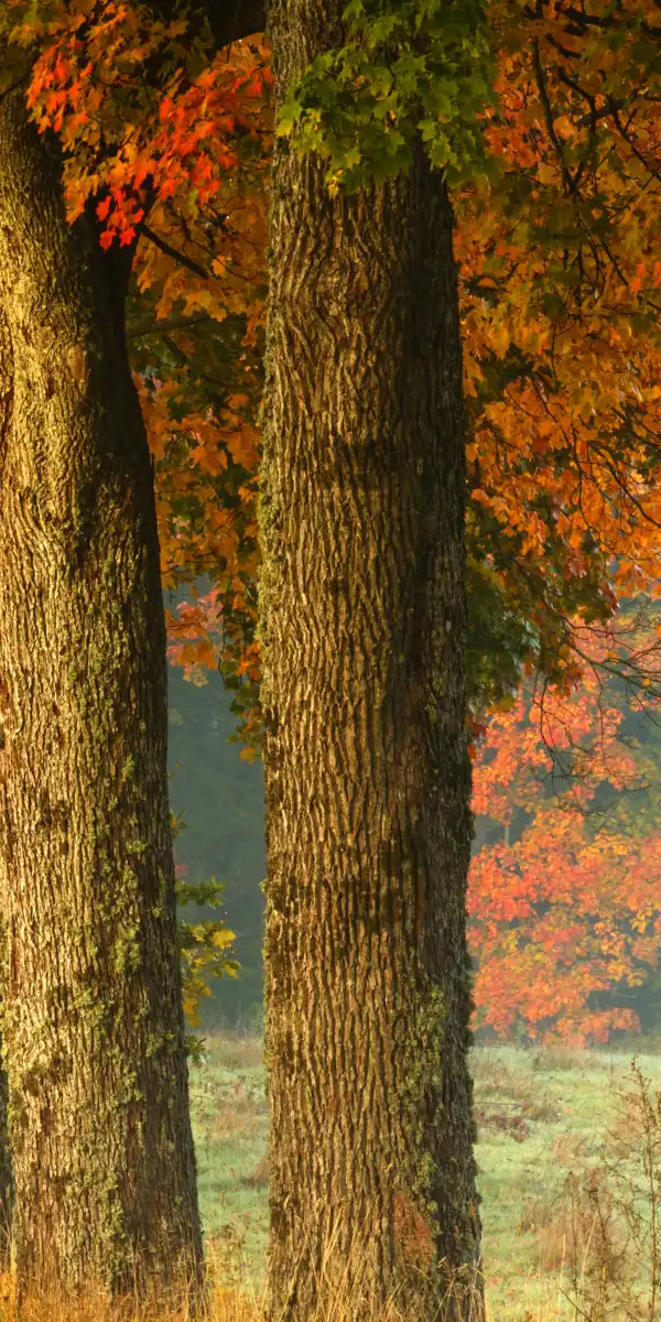 Polish Autumn Road Wall Art