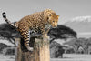 Pop African Leopard Wall Art