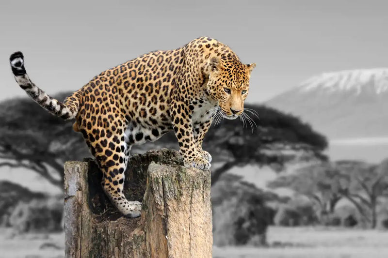Pop African Leopard Wall Art