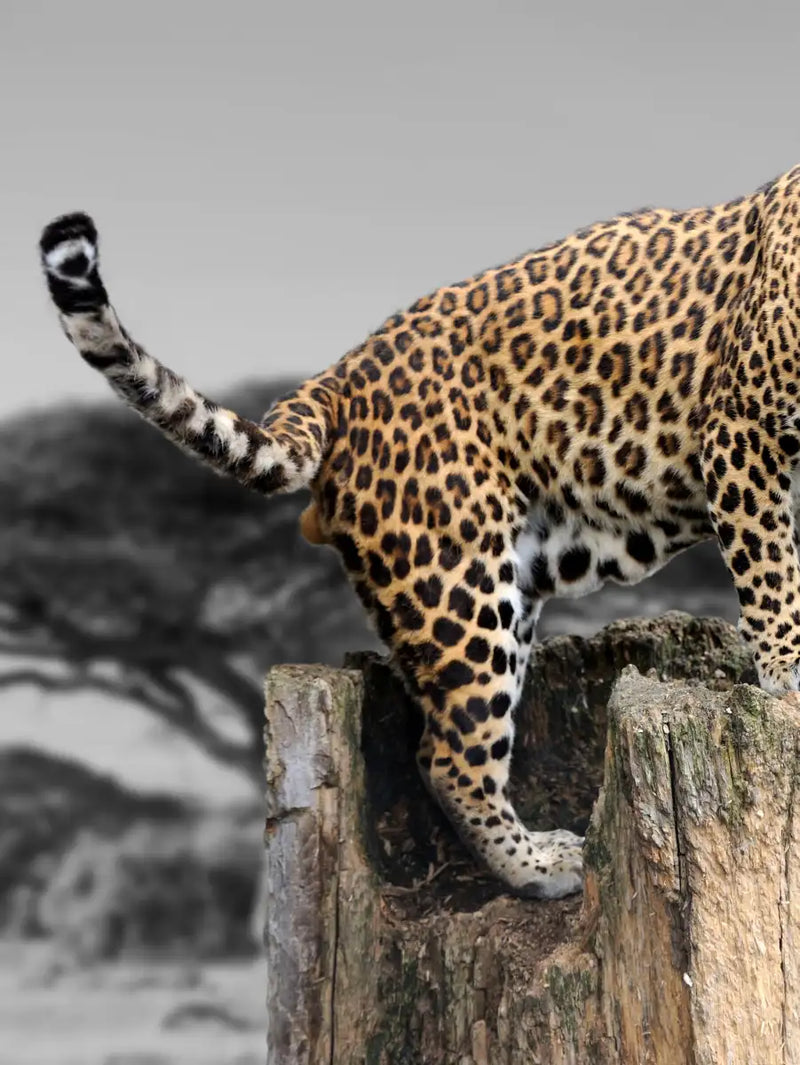 Pop African Leopard Wall Art