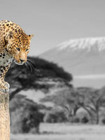 Pop African Leopard Wall Art