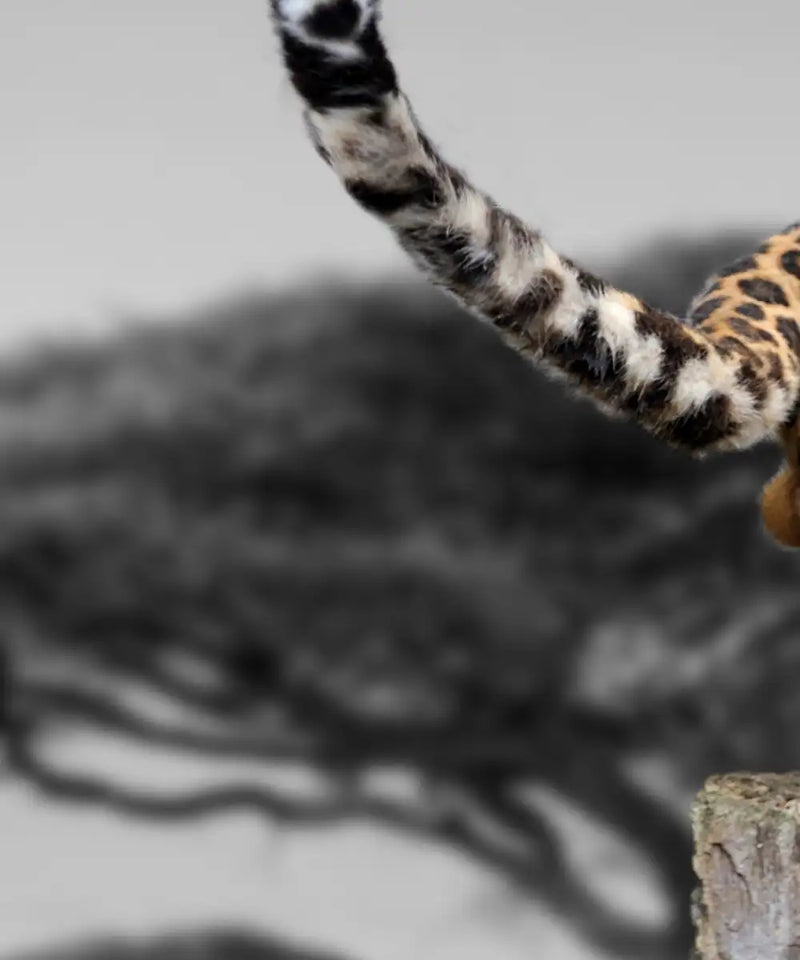 Pop African Leopard Wall Art