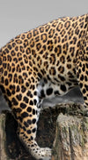 Pop African Leopard Wall Art