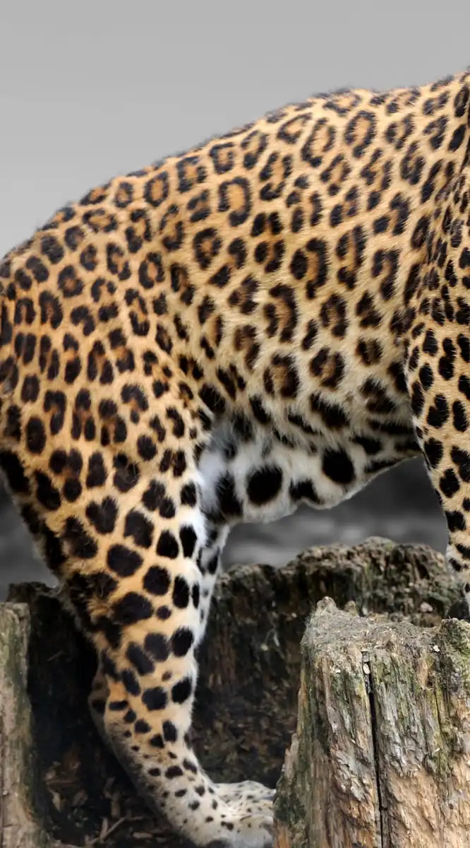 Pop African Leopard Wall Art