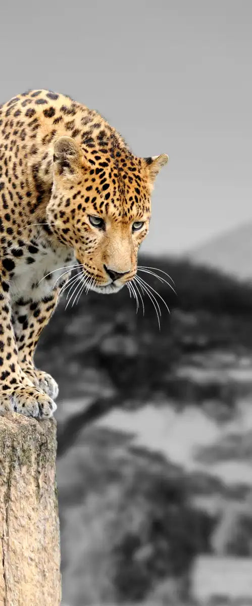 Pop African Leopard Wall Art