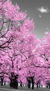 Pop Pink Forest Wall Art