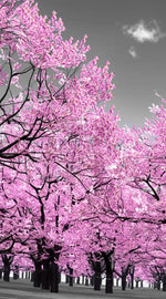 Pop Pink Forest Wall Art