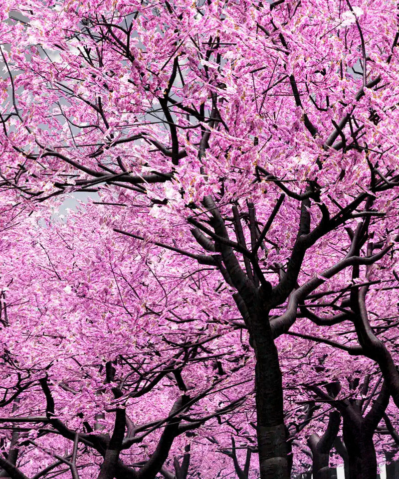Pop Pink Forest Wall Art