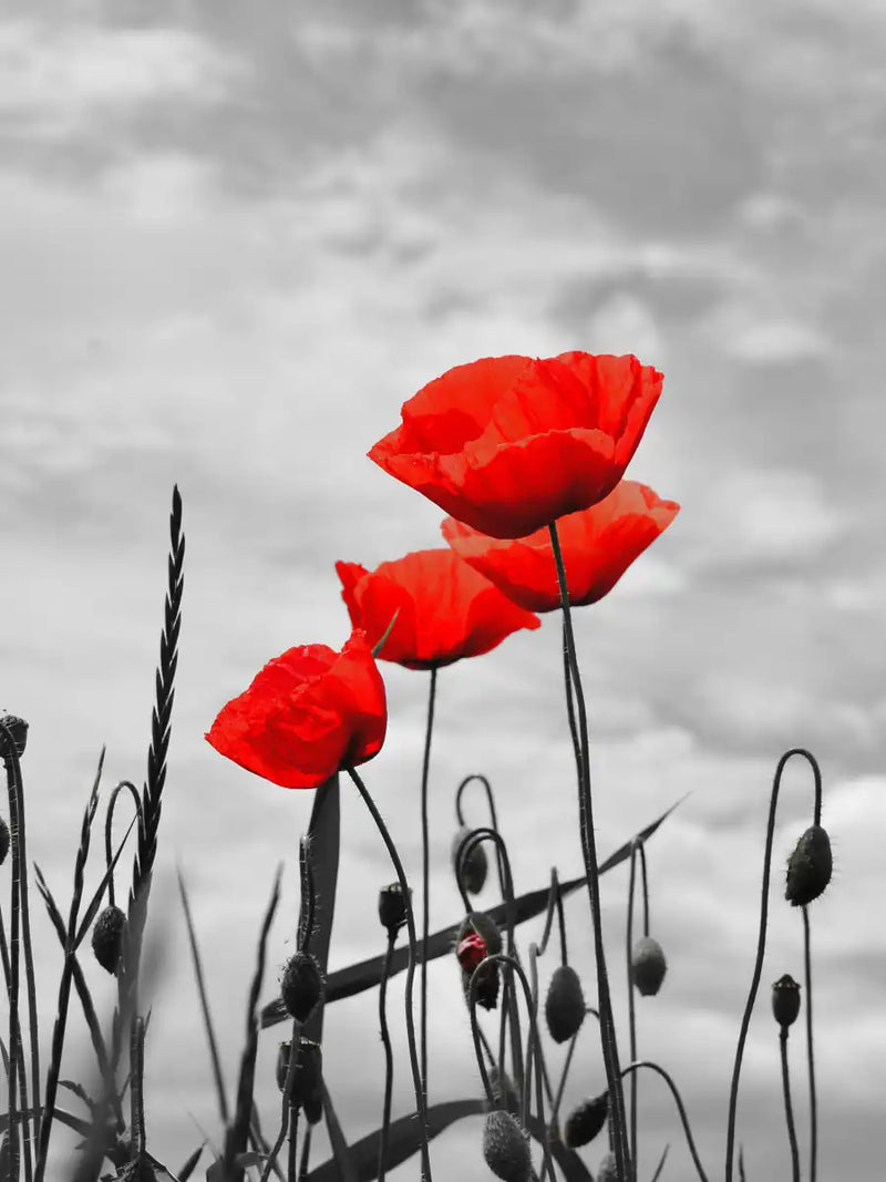 Pop Red Poppies Wall Art