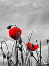 Pop Red Poppies Wall Art