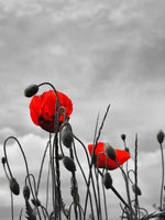 Pop Red Poppies Wall Art